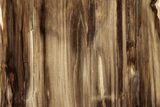 Polished, Petrified Wood (Metasequoia) Stand Up - Oregon #185138-1